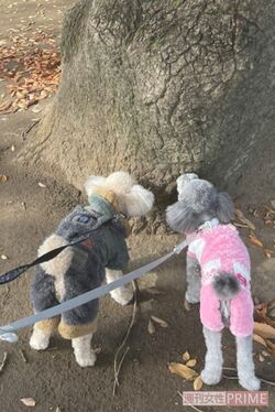 わが家の愛犬たちも元気です！来年はもっと登場するかな？