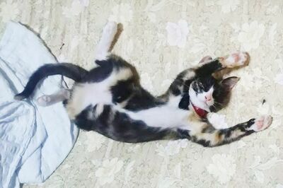 うずらさん（5歳）寝相が変わってる！