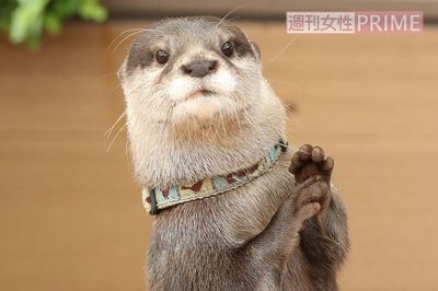 『カワウソゥ選挙』で週刊女性の「推しカワウソ」やまとが“当選”！