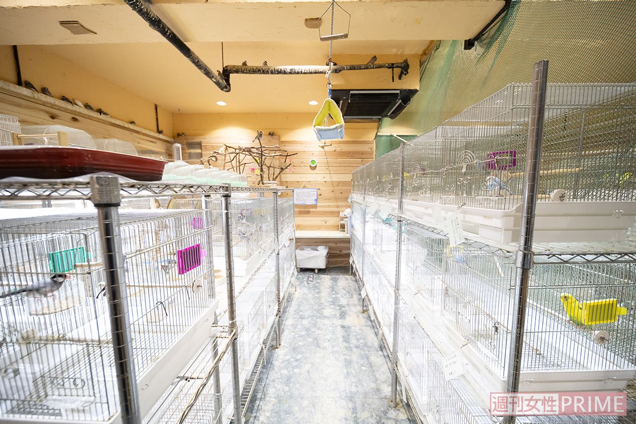 埼玉県にあるマンション５戸で、インコやあひるなど、保護した鳥700羽を飼育している