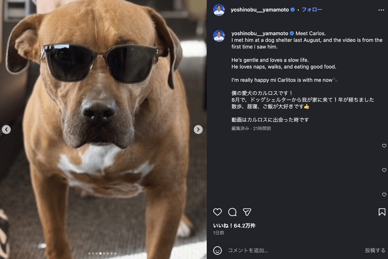 世界がベタ惚れしているドジャース・山本由伸の愛犬カルロス（公式インスラグラムより）