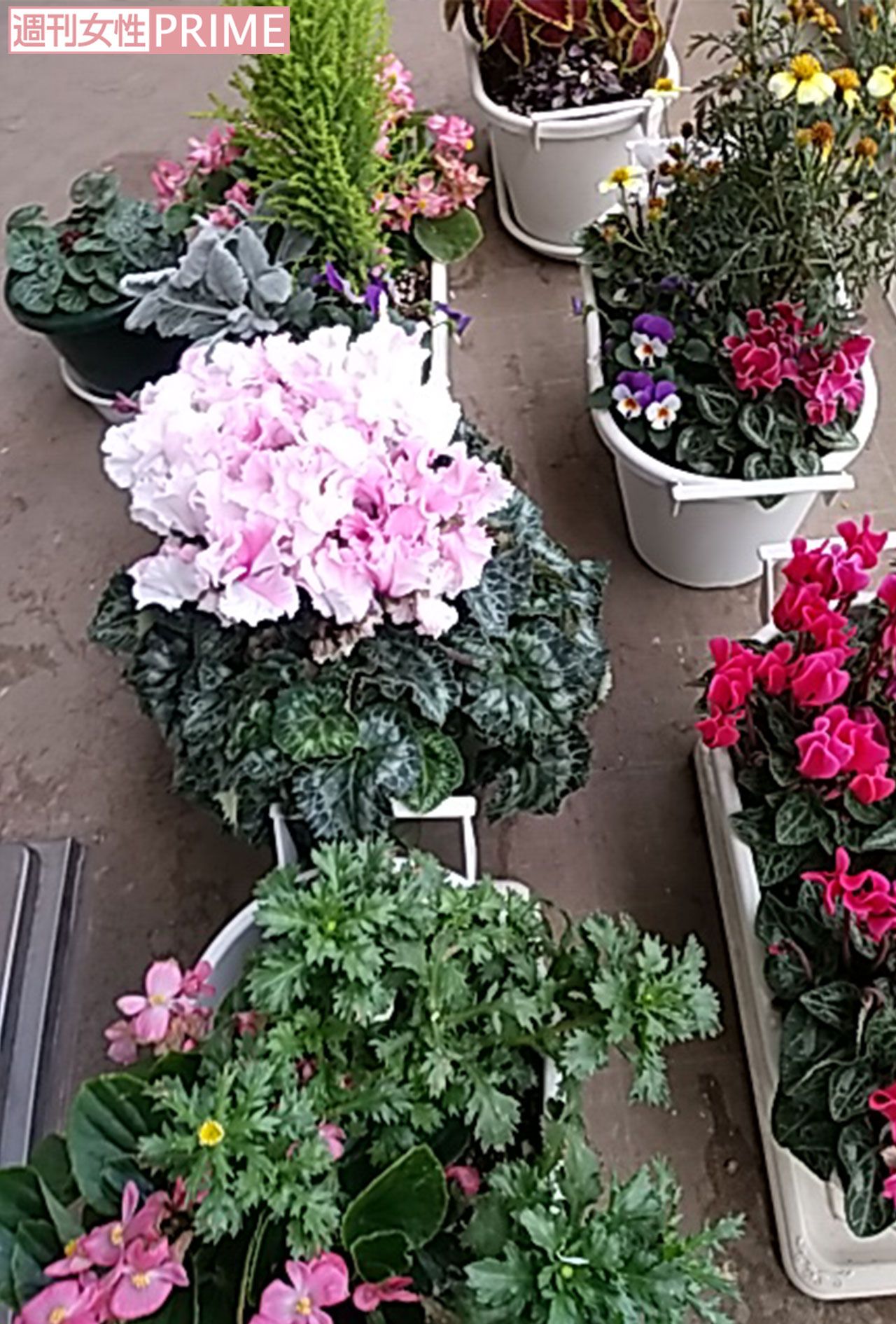 浜木綿子さんの自宅ベランダで咲いているお花たち（2025年12月、本人撮影）