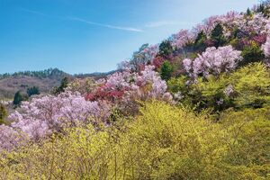 早春の花旅おすすめスポット10選】河津桜・しだれ梅・菜の花…混雑前に