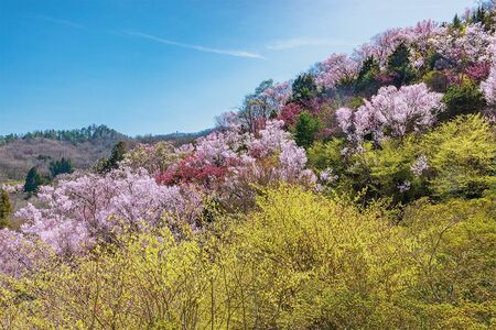 花見山［福島県］