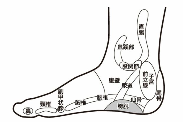 足の内側の反射区