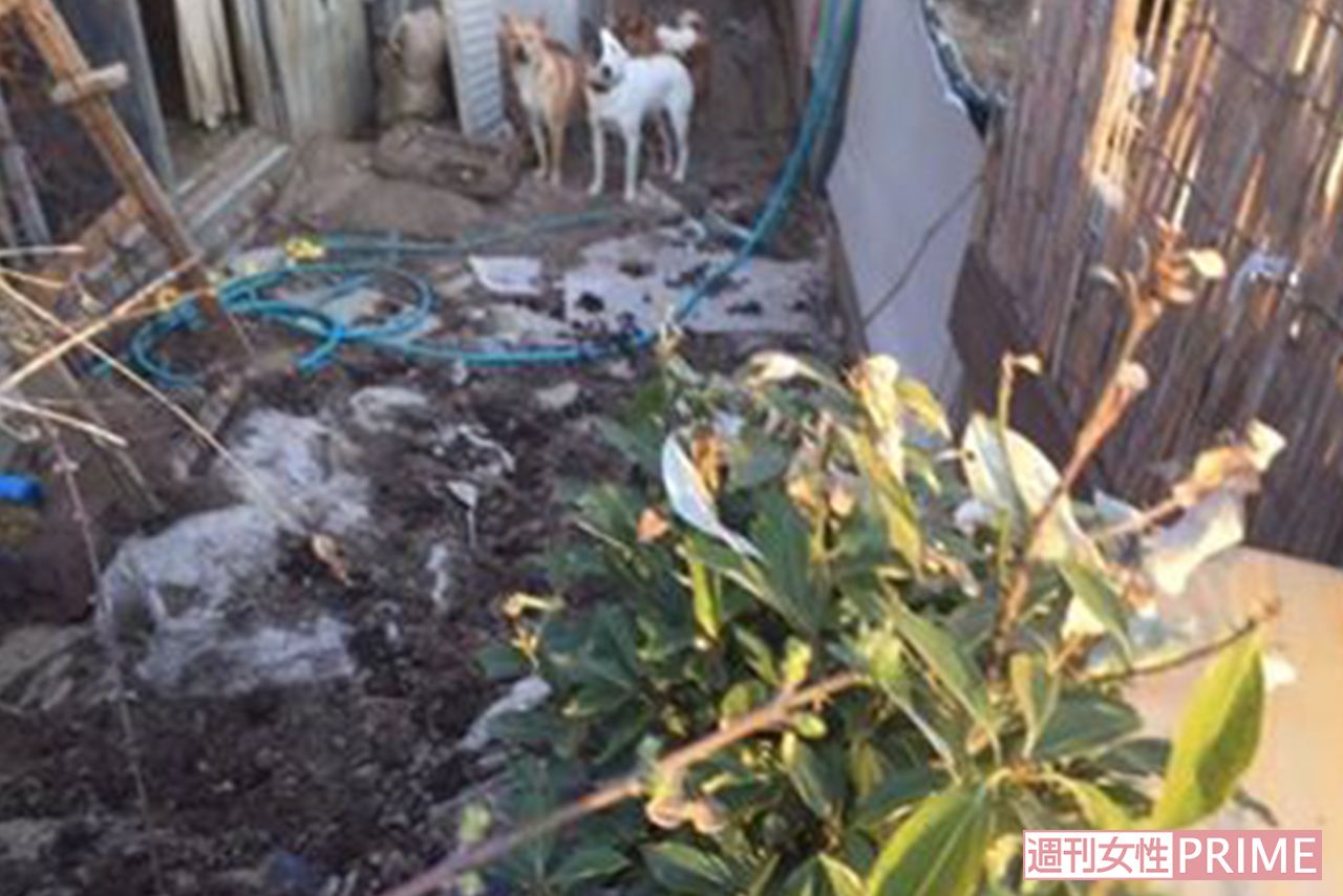 県が調査に入る前の保護施設内。庭先には排せつ物の山が放置されていた。夏場にはウジ虫が湧き、大量のハエが飛んでいたという（Ｅｖａ提供）