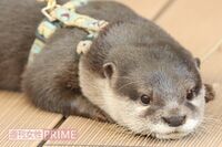 ＜カワウソがブーム＞「かわいい、飼いたい」の裏にある危機と問題