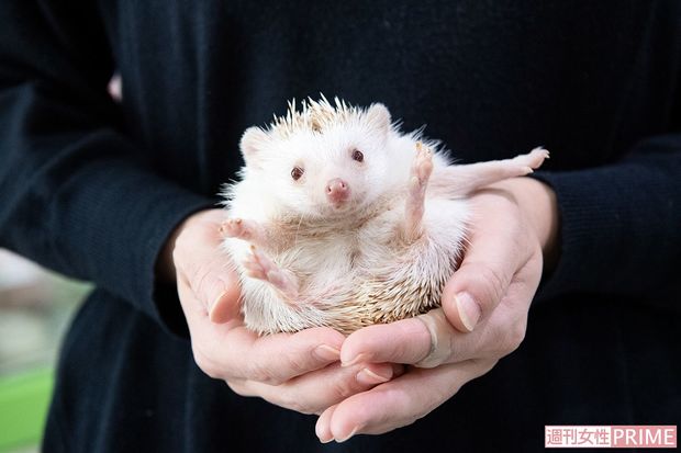 ヨツユビハリネズミ