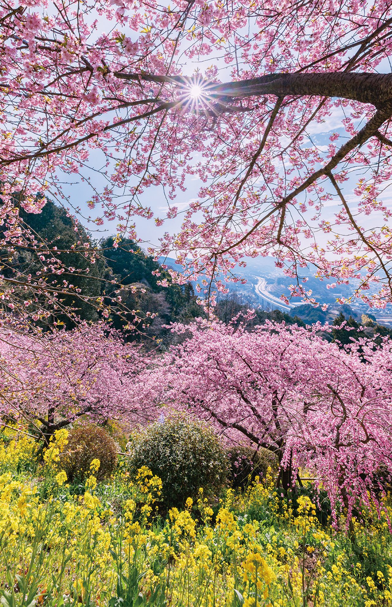 あぐりパーク嵯峨山苑［神奈川県］