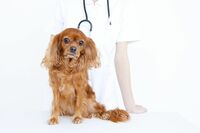 獣医師が教える「優良動物病院」の見極め方、大事なペットを守るための“8項目”