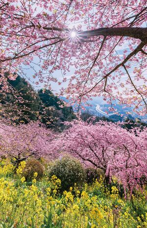 早春の花旅おすすめスポット10選】河津桜・しだれ梅・菜の花…混雑前に