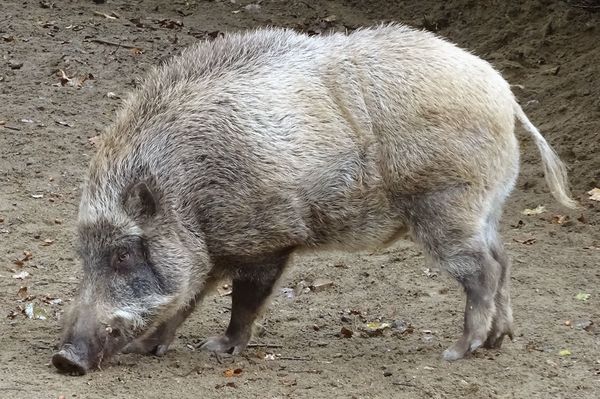 セルコホーム ズーパラダイス八木山