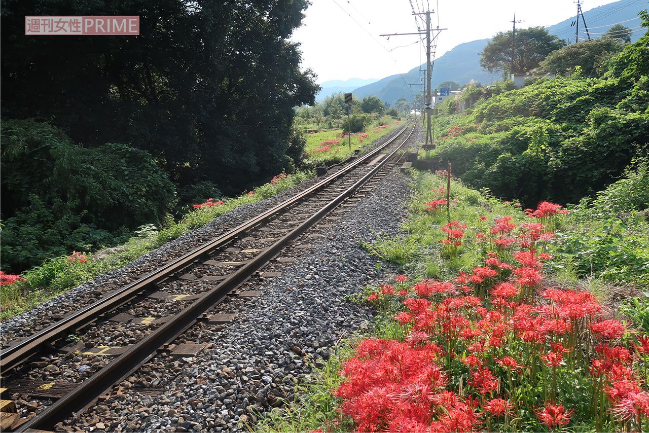 撮り鉄にはたまらない撮影スポット（秩父鉄道敷地外から撮影）