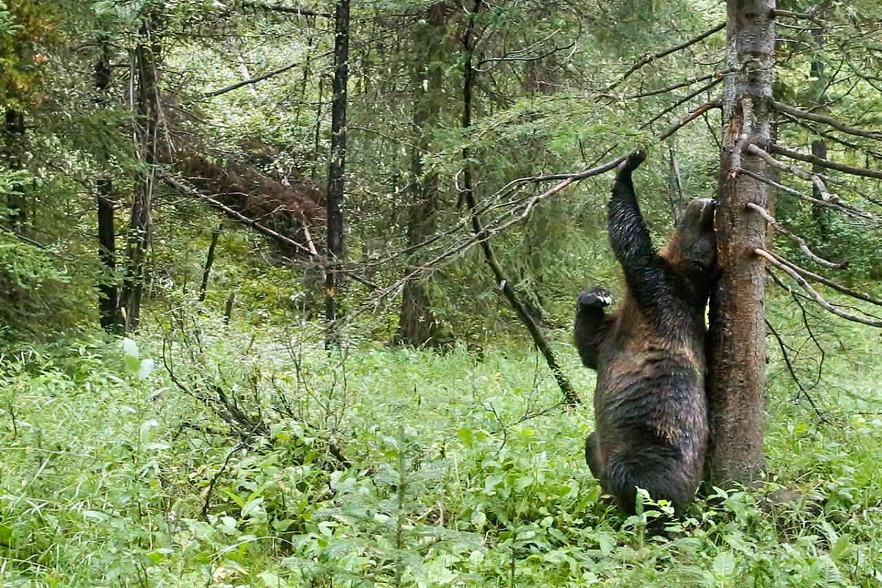 ヒグマ◆ウサイン・ボルトよりも速い、時速50キロで走ることができる。木に体をこすりつけて毛を落としたり匂いをつけたりするシーンは、踊ってるみたい