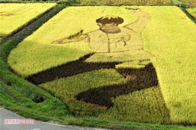 '18年平昌五輪のプログラム『SEIMEI』のポーズをモチーフとした田んぼアート。実りを迎えて黄金色に染まった