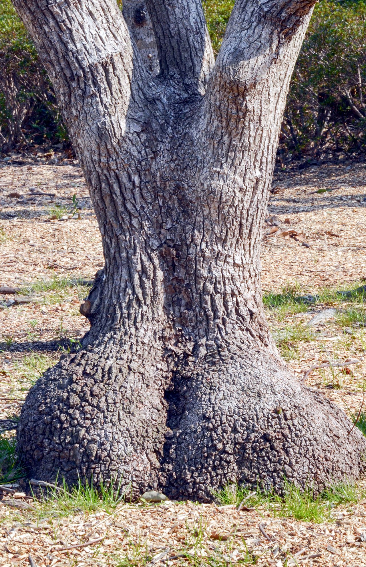 『女性の後ろ姿 』 まさに“ボン・キュッ・ボン”なナイスバディの後ろ姿は、クスノキ。反対側がどんなふうになっているかも見てみたい!?