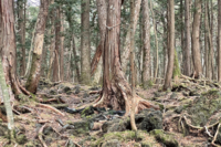 樹海で“亡骸探し”をする男性、1日で骸骨4体発見も！恐怖を感じた若いご遺体は「どう見ても他殺体」