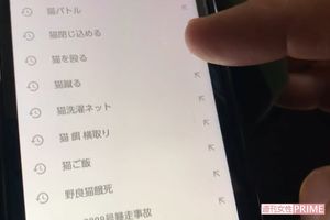 容疑者のスマートフォンのユーチューブの検索履歴。猫の虐待に関するものばかり（しっぽのこころ提供）