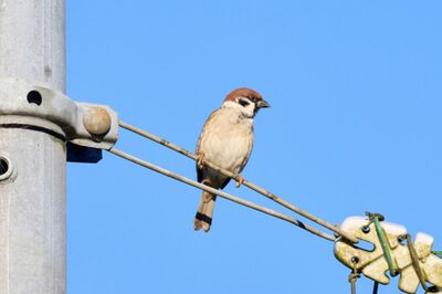 【知って楽しい雑学】鳥はなぜ電線に止まるの？国内では133種の鳥、電線で感電しない理由は