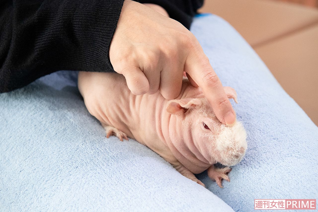 スキニーギニアピッグをなでなで♪