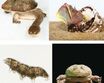 『へんないきもの展2』に衝撃＆キモカワ系生物が登場