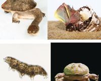 『へんないきもの展2』に衝撃＆キモカワ系生物が登場