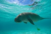 かっぱ、人魚、ヤロカ水…昔ばなしの妖怪が警告する、自然災害のおそろしさ