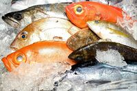 好きな魚アンケート2位のサンマを押さえて1位に輝いたのは？　はま寿司の人気ネタ３位には意外なネタが！