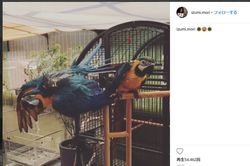 改装されたベランダでは、この日も犬が走り回っており音も異臭もない森がSNSにアップしたオウム。背景には寺の壁が写り込んでいる