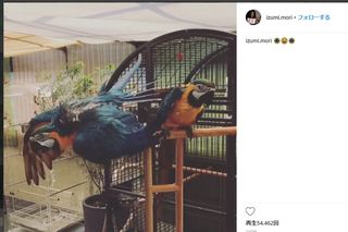 改装されたベランダでは、この日も犬が走り回っており音も異臭もない  森がSNSにアップしたオウム。背景には寺の壁が写り込んでいる