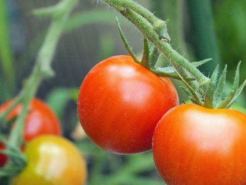 熊本地震で野菜高騰？　家庭菜園のおすすめはミニトマト