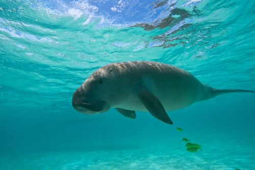 人魚のモデルになったジュゴン。ジュゴンの肉は不老不死になるとの伝説があり、琉球王朝時代、王様への献上品にされていた