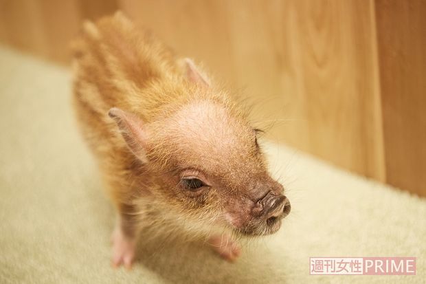 この日、出迎えてくれたのは生後約3か月の“プリンスくん”　撮影／山田智絵