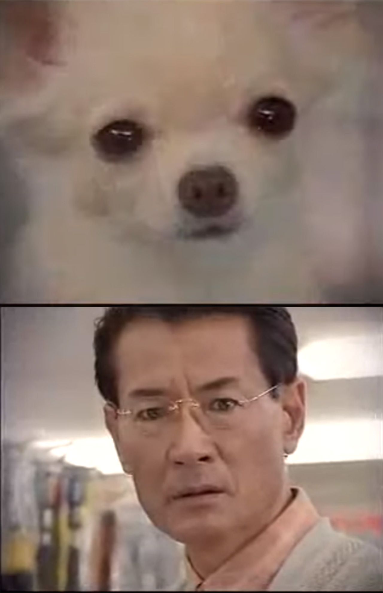 チワワのくぅ～ちゃんと出会った清水の表情が話題になったアイフルのCM