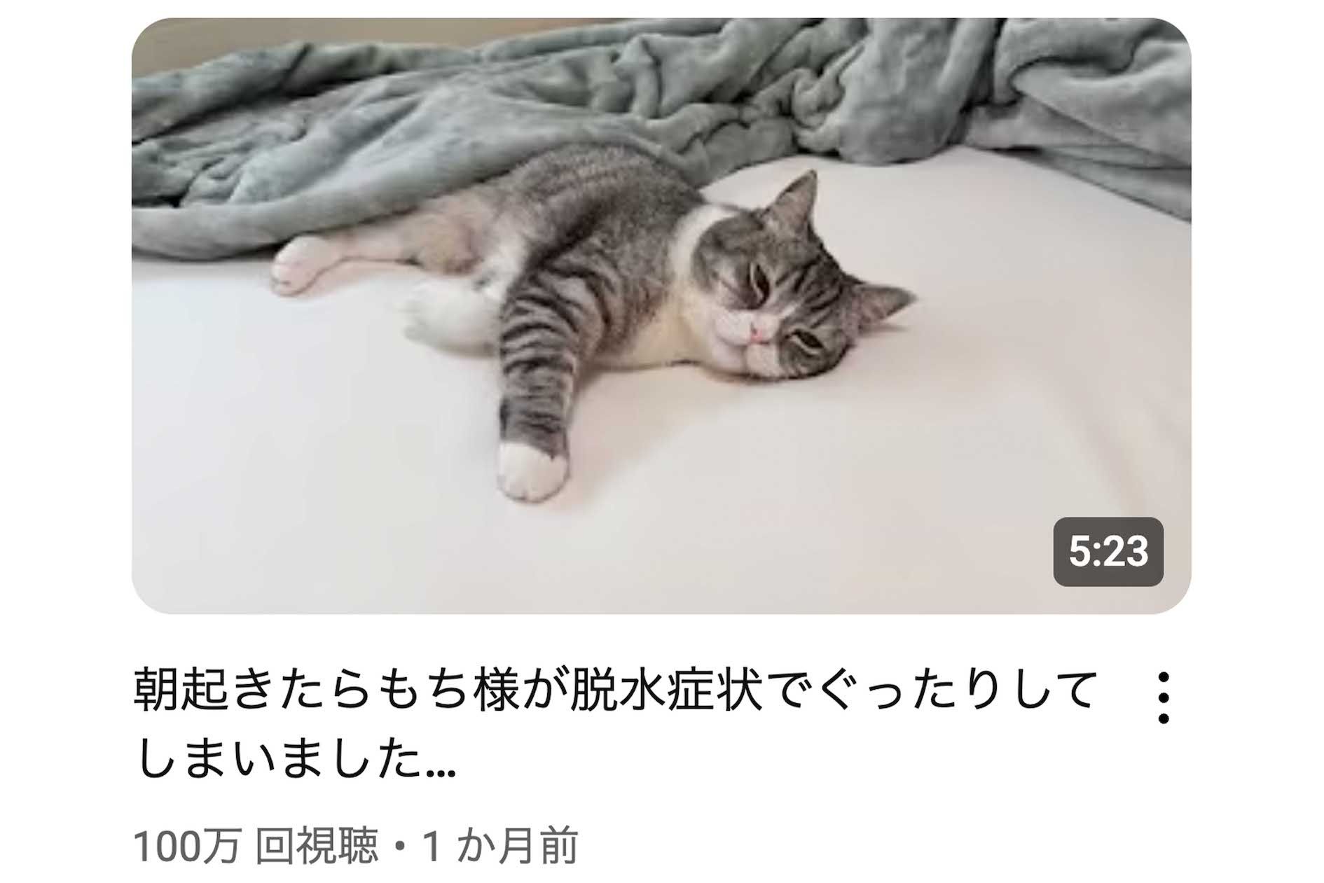 脱水状態でぐったりする「もちまる」（YouTubeチャンネル『もちまる日記』より）