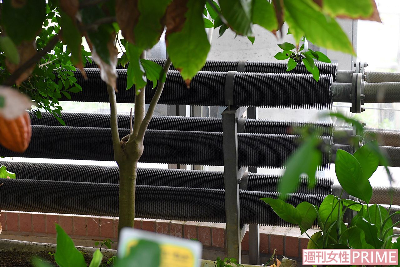 よく見ると、ドーム内には温水配管が張り巡らされて　撮影／渡邉智裕