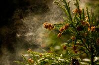 花粉症、副作用が心配＆効果がない「市販薬」から卒業したい！医師に聞い最新治療法3選