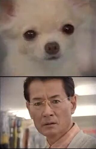 チワワのくぅ～ちゃんと出会った清水の表情が話題になったアイフルのCM