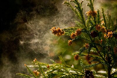 花粉症、副作用が心配＆効果がない「市販薬」から卒業したい！医師に聞い最新治療法3選