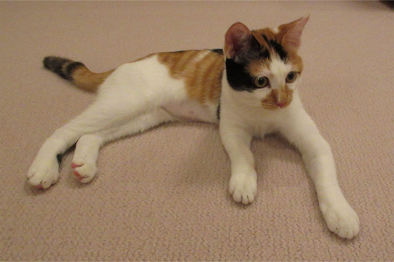 三毛猫の美海(宮内庁提供写真)