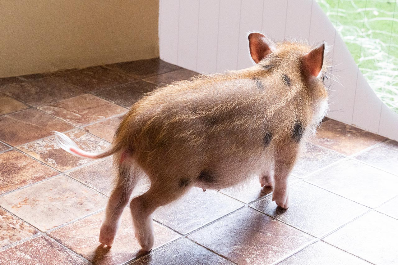 丸くてキュッと上がった美尻は女子もうらやむほど。お尻あたりの毛は比較的柔らかく、触り心地バツグン! 