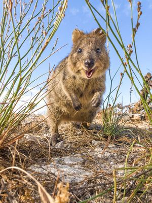 世界一幸せな動物”クオッカワラビーの特別なパワー「ストレスが全部