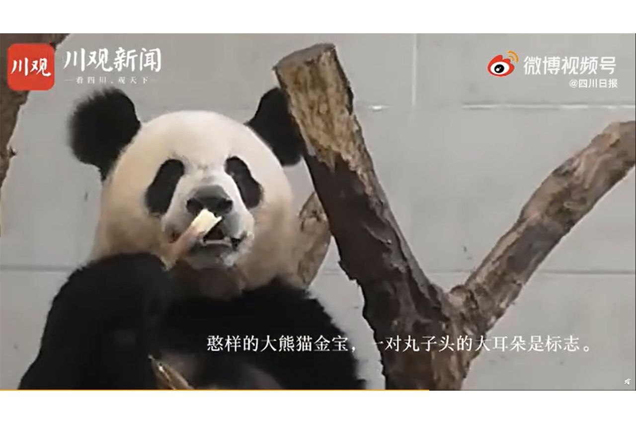 中国国内でも人気のパンダ（中国SNS・微博のニュースより）
