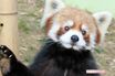 パンチくん人気の中、千葉市動物公園の立つレッサーパンダ・風太くんも健在！人間なら100歳、子孫は80頭以上に