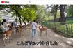 YouTubeに投稿された、奈良公園で鹿を蹴飛ばす男性、最後には頭を叩いて(一部編集部加工)