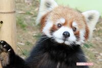 立ち上がるレッサーパンダ「風太くん」ブレイクから16年、玄孫もいるおじいちゃんになっていた！