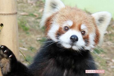 立ち上がるレッサーパンダ「風太くん」ブレイクから16年、玄孫もいるおじいちゃんになっていた！