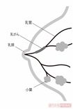 しこりのできない乳管がんは、マンモグラフィーではわかりにくいが、乳頭に症状が出る場合があるので要チェック!