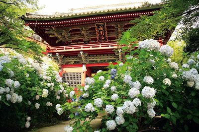 茨城・雨引観音の“水中華”、もったいない精神から生まれた「あじさいの海」