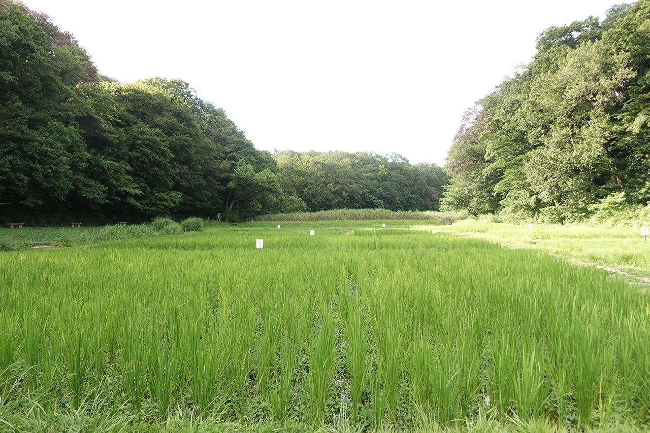 田舎の原風景が残る里山民家周辺　写真提供／武蔵村山観光まちづくり協会